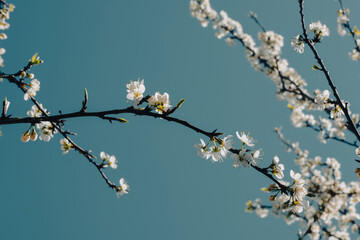 cherry blossom against blue