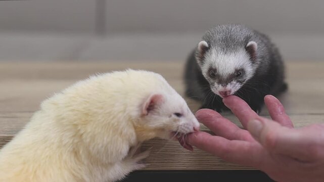 Domesticated couple of ferrets mustela putorius running through modern apartment