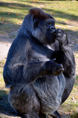 Gorillas are ground-dwelling, predominantly herbivorous apes that inhabit the forests of central Africa. The DNA of gorillas is highly similar to that of humans, from 95&ndash;99% 