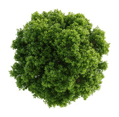 Fototapeta premium PNG Tree view top environmental.