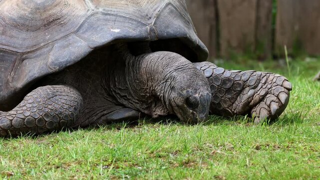 The Aldabra giant tortoise (Aldabrachelys gigantea) on Curieuse island (the site of a successful wild tortoise conservation program) of Praslin island in the Seychelles