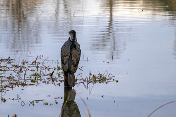great cormorant on the edge of the pond