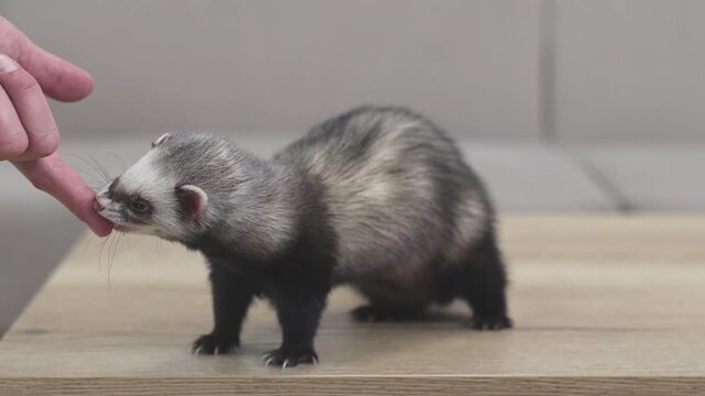 Domesticated dark sable ferret mustela putorius running through modern apartment
