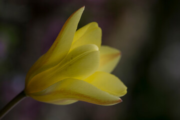 Obraz premium Nahaufnahmen des Kelchs einer Tulpenblüte.