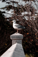 Seagull against the Bosphorus view in Istanbul