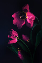 Różowe tulipany na czarnym tle, nastrojowa kompozycja fine art © Elżbieta Kaps