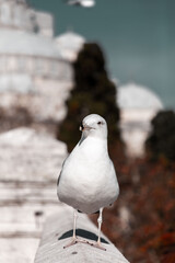 Seagull against the Bosphorus view in Istanbul