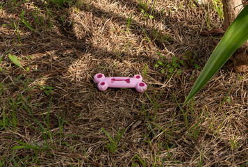 Pink dog chew toy bone shape on grass in park outdoors. Dog walking routine and responsibility in public or garden space, canine play, and everyday life with a dog
