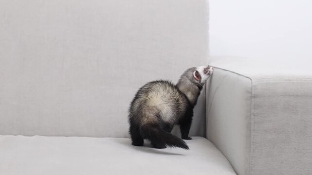 Domesticated dark sable ferret mustela putorius running through modern apartment