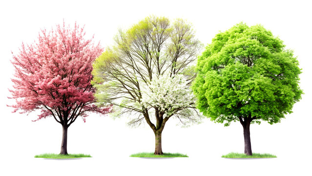 Three beautiful trees (pink blossom, white blossom, and green leaves) isolated on a transparent background, realistic PNG element.
