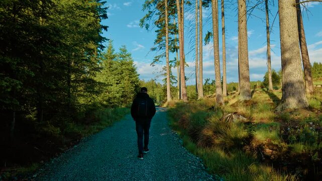 Explorer walking through forest trail surrounded by tall trees on sunny day. Male hiking down gravel path in woodland under clear blue sky. Person strolling along sunlit track between dense pine trees