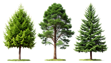 Three green pine trees (conifer, spruce, or fir) isolated on a transparent background, realistic PNG element.
