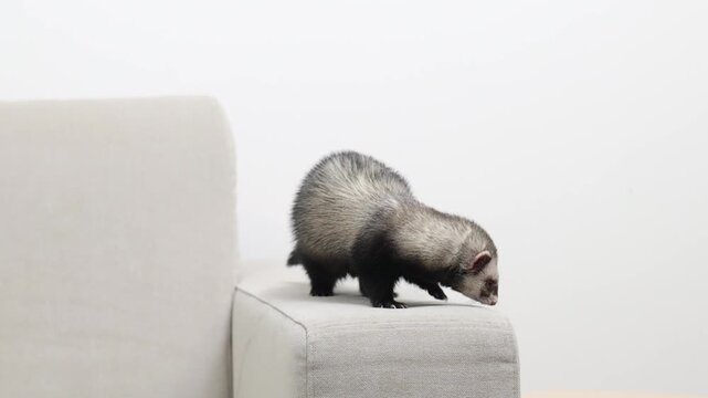 Domesticated dark sable ferret mustela putorius running through modern apartment