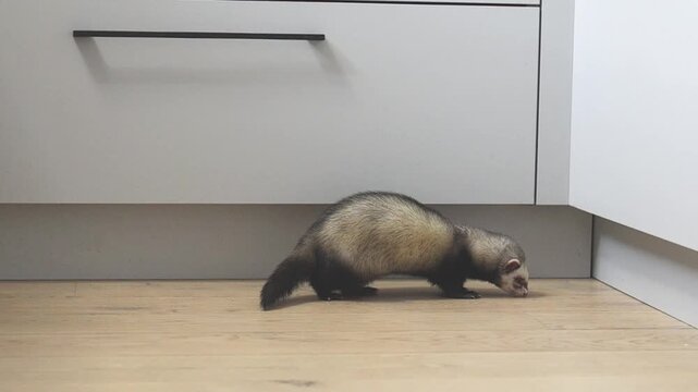 Domesticated dark sable ferret running through modern apartment