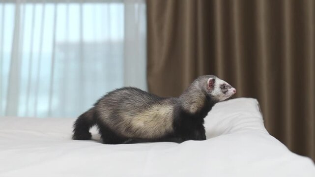 Domesticated dark sable ferret mustela putorius running through modern apartment