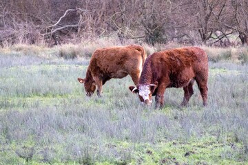 highland cow grazing in a field