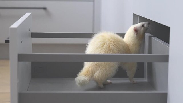 Domesticated dew color ferret mustela putorius running through modern apartment