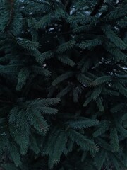 background, coniferous, evergreen, dark green, wallpaper, solid, close up, macro © Sophia