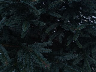 christmas tree branches © Sophia