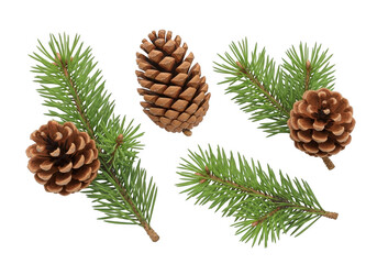 Pine cones and evergreen branches on a dark background