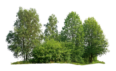PNG Group of different trees forest background outdoors.