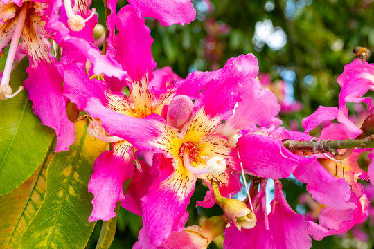 Ceiba speciosa, the floss silk tree, is a species of deciduous tree that is native to the tropical and subtropical forests of South America. It has several local common names, such as palo borracho, o