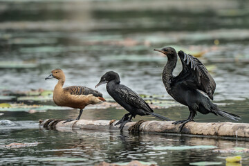 Little cormorant drying its wings. The little cormorant (Microcarbo niger) is a member of the cormorant family