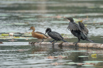 Little cormorant drying its wings. The little cormorant (Microcarbo niger) is a member of the cormorant family