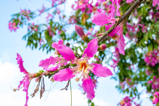 Ceiba speciosa, the floss silk tree, is a species of deciduous tree that is native to the tropical and subtropical forests of South America. It has several local common names, such as palo borracho, o