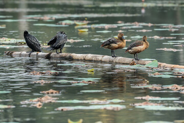 Little cormorant drying its wings. The little cormorant (Microcarbo niger) is a member of the cormorant family