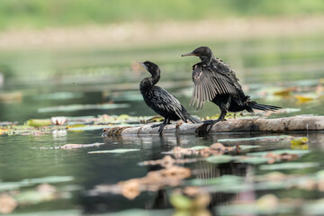 Little cormorant drying its wings. The little cormorant (Microcarbo niger) is a member of the cormorant family