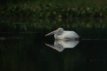 Spot-billed pelican  at a small lake