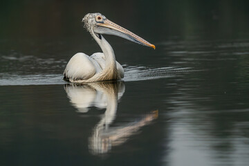 Spot-billed pelican  at a small lake