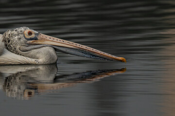 Spot-billed pelican  at a small lake
