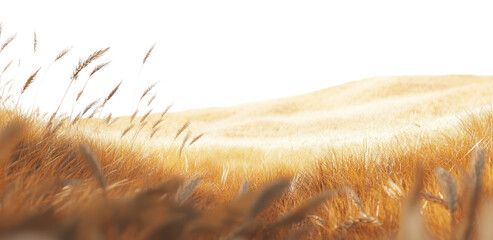 Fototapeta premium PNG Wheat landscape wheat nature field.