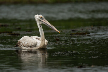 Spot-billed pelican  at a small lake