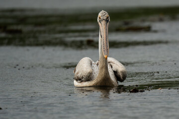 Spot-billed pelican  at a small lake
