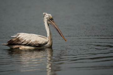 Spot-billed pelican  at a small lake