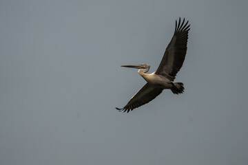 Obraz premium Spot billed pelican flying against the blue sky