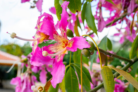 Ceiba speciosa, the floss silk tree, is a species of deciduous tree that is native to the tropical and subtropical forests of South America. It has several local common names, such as palo borracho, o