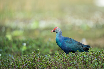 Obraz premium A close-up shot of a Grey-headed Swamphen standing on a grass