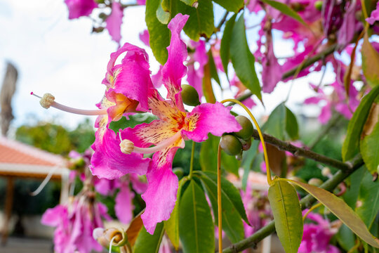 Ceiba speciosa, the floss silk tree, is a species of deciduous tree that is native to the tropical and subtropical forests of South America. It has several local common names, such as palo borracho, o