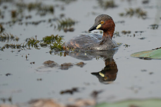 A close-up of a little grebe swimming in a pond 