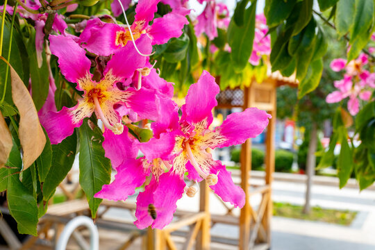 Ceiba speciosa, the floss silk tree, is a species of deciduous tree that is native to the tropical and subtropical forests of South America. It has several local common names, such as palo borracho, o