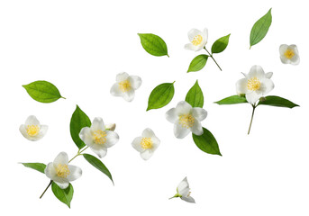 Obraz premium Delicate white jasmine flowers and green leaves scattered on black background