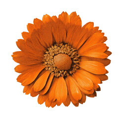 Fototapeta premium PNG Vintage orange flower illustration