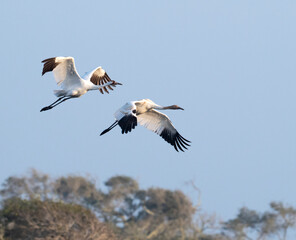 Fototapeta premium The couple of whooping cranes (Grus americana), an endangered crane species, in flight on the blue sky background