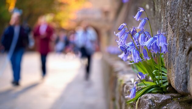 vibrant bluebell flower blooming from a weathered stone wall outdoors with blurred pedestrians in the background