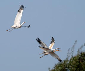 Fototapeta premium A family of whooping cranes (Grus americana), an endangered crane species, in flight on the blue sky background
