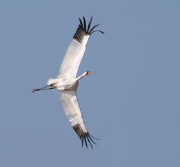 Fototapeta premium A whooping crane (Grus americana), an endangered crane species, in flight on the blue sky background